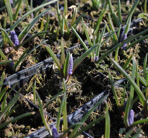 Modřenec arménský 'Alida' - Muscari armeniacum 'Alida'