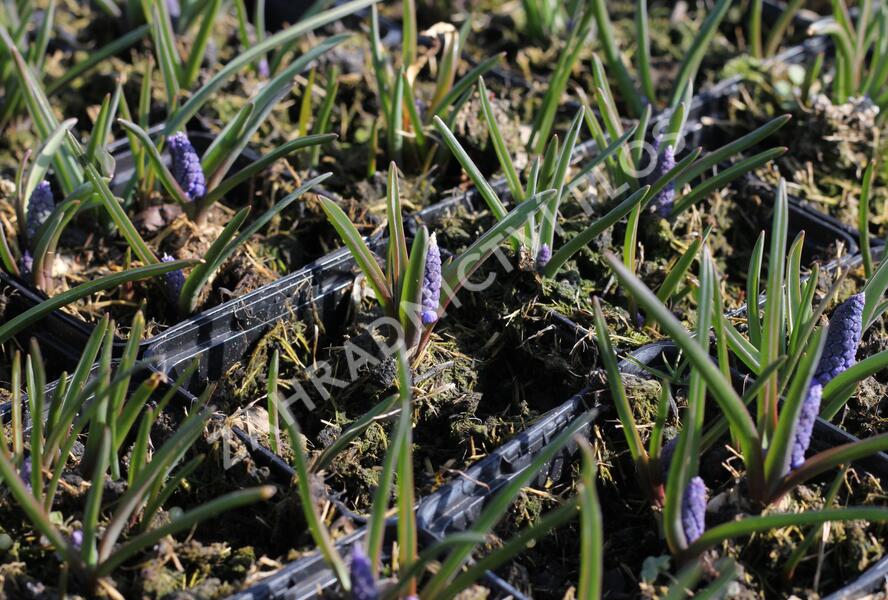 Modřenec arménský 'Alida' - Muscari armeniacum 'Alida'