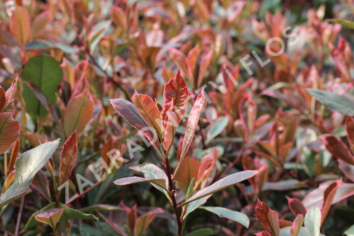 Blýskavka Fraserova 'Louise' - Photinia fraseri 'Louise'
