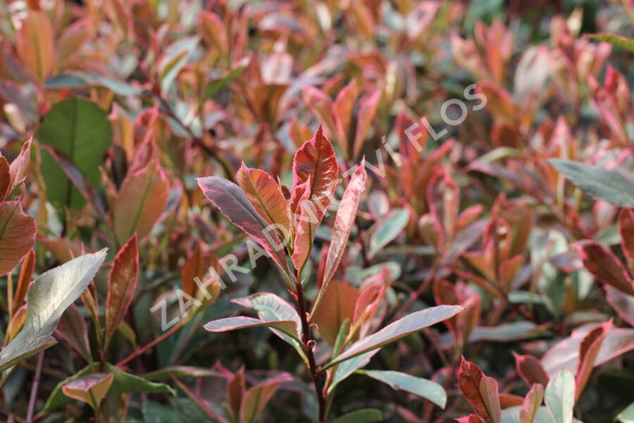 Blýskavka Fraserova 'Louise' - Photinia fraseri 'Louise'
