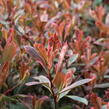 Blýskavka Fraserova 'Louise' - Photinia fraseri 'Louise'