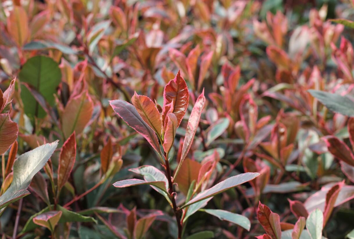 Blýskavka Fraserova 'Louise' - Photinia fraseri 'Louise'