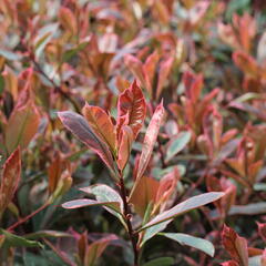 Blýskavka Fraserova 'Louise' - Photinia fraseri 'Louise'