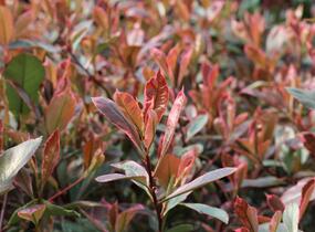 Blýskavka Fraserova 'Louise' - Photinia fraseri 'Louise'