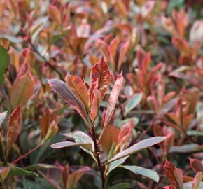 Blýskavka Fraserova 'Louise' - Photinia fraseri 'Louise'