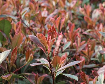 Blýskavka Fraserova 'Louise'