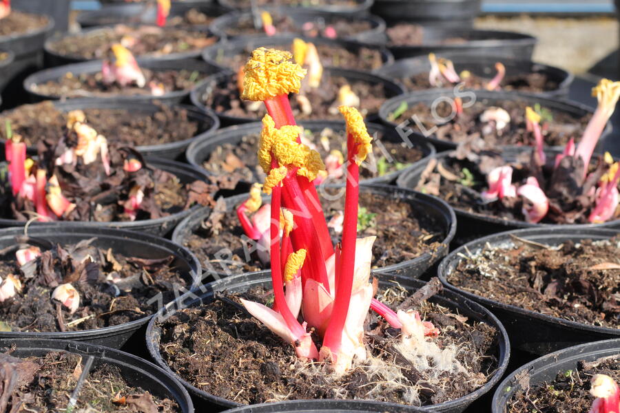 Reveň rebarbora 'Timperley Early' - Rheum rhabarbarum 'Timperley Early'