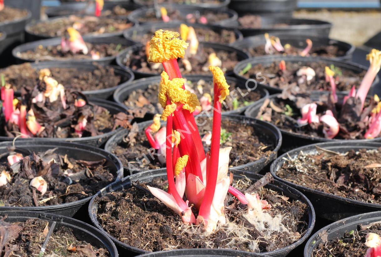 Reveň rebarbora 'Timperley Early' - Rheum rhabarbarum 'Timperley Early'