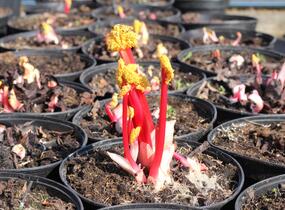 Reveň rebarbora 'Timperley Early' - Rheum rhabarbarum 'Timperley Early'