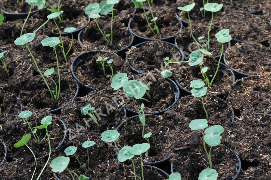 Lichořeřišnice nízká 'Tip Top Alaska Mix' - Tropaeolum minus 'Tip Top Alaska Mix'