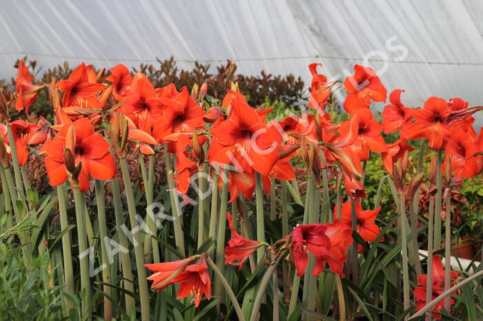 Hvězdník, amarylis - Hippeastrum rutilum
