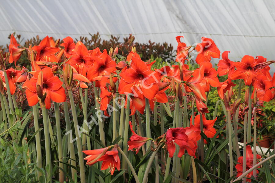 Hvězdník, amarylis - Hippeastrum rutilum