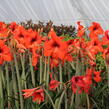 Hvězdník, amarylis - Hippeastrum rutilum