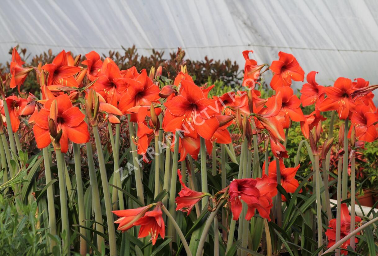 Hvězdník, amarylis - Hippeastrum rutilum