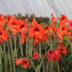Hvězdník, amarylis - Hippeastrum rutilum