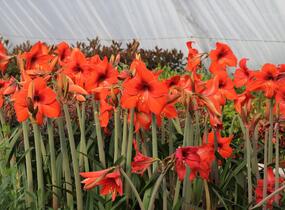 Hvězdník, amarylis - Hippeastrum rutilum