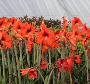 Hvězdník, amarylis - Hippeastrum rutilum