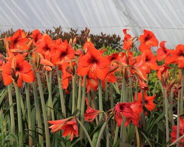 Hvězdník, amarylis