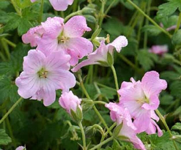 Kakost 'Dreamland' - Geranium 'Dreamland'