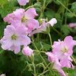 Kakost 'Dreamland' - Geranium 'Dreamland'