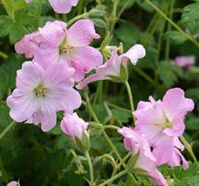 Kakost 'Dreamland' - Geranium 'Dreamland'