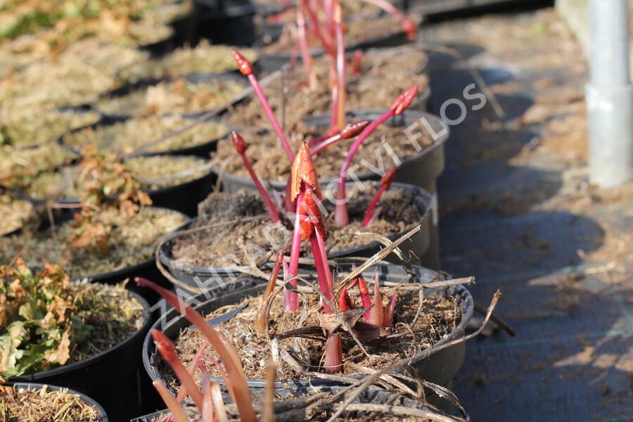 Popelivka zoubkovaná 'Dark Beauty' - Ligularia dentata 'Dark Beauty'