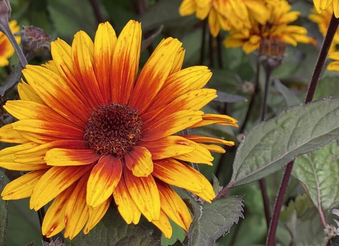 Janeba drsná 'Funky Spinner' - Heliopsis helianthoides 'Funky Spinner'