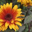 Janeba drsná 'Funky Spinner' - Heliopsis helianthoides 'Funky Spinner'