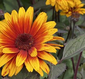 Janeba drsná 'Funky Spinner' - Heliopsis helianthoides 'Funky Spinner'