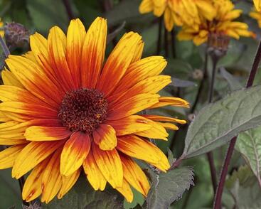 Janeba drsná 'Funky Spinner'