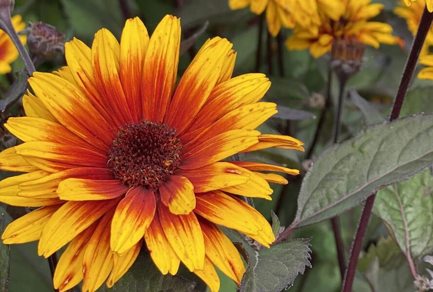 Janeba drsná 'Funky Spinner' - Heliopsis helianthoides 'Funky Spinner'