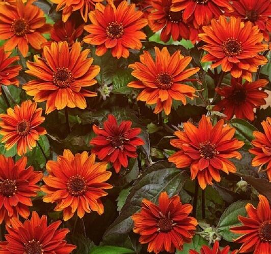 Janeba drsná 'Fire Twister' - Heliopsis helianthoides 'Fire Twister'