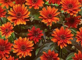 Janeba drsná 'Fire Twister' - Heliopsis helianthoides 'Fire Twister'