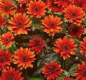 Janeba drsná 'Fire Twister'