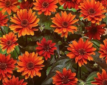 Janeba drsná 'Fire Twister'