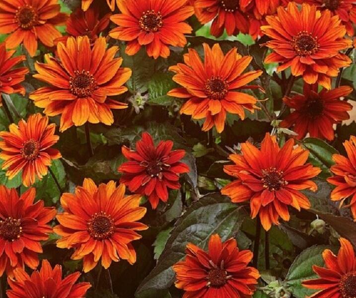 Janeba drsná 'Fire Twister' - Heliopsis helianthoides 'Fire Twister'