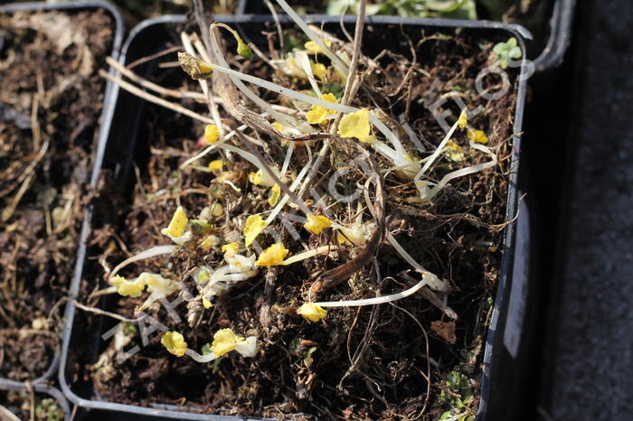 Slézovník 'Wine Red' - Sidalcea 'Wine Red'