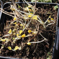 Slézovník 'Wine Red' - Sidalcea 'Wine Red'