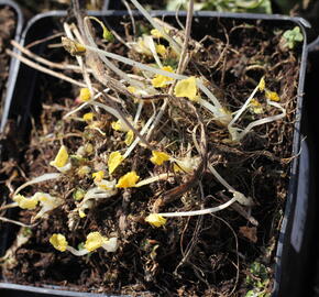 Slézovník 'Wine Red' - Sidalcea 'Wine Red'