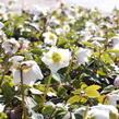 Čemeřice černá - Helleborus niger