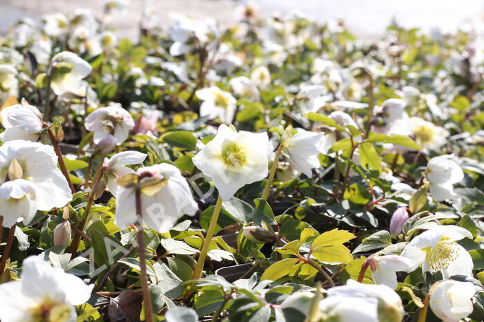 Čemeřice černá - Helleborus niger