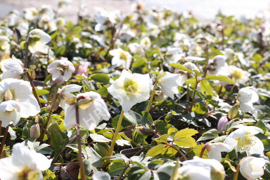Čemeřice černá - Helleborus niger
