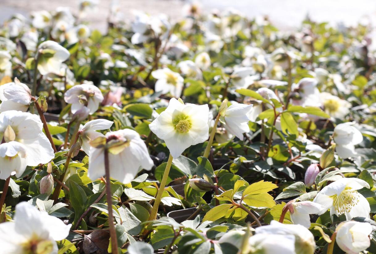Čemeřice černá - Helleborus niger