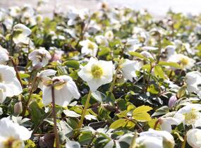 Čemeřice černá - Helleborus niger