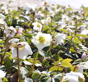 Čemeřice černá - Helleborus niger