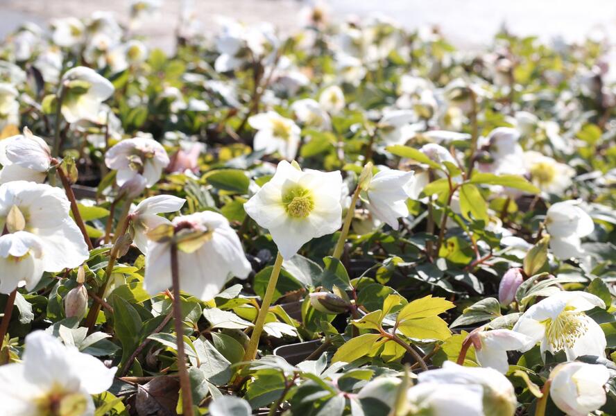Čemeřice černá - Helleborus niger