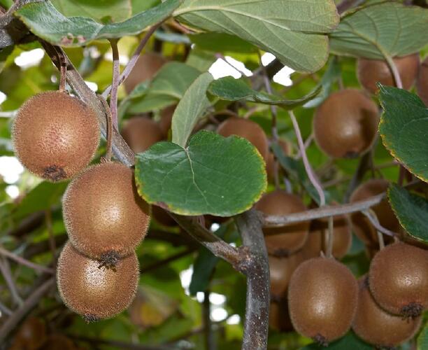 Aktinidie čínská, kiwi - samičí 'Minkigold' - Actinidia chinensis 'Minkigold'