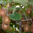 Aktinidie čínská, kiwi - samičí 'Minkigold' - Actinidia chinensis 'Minkigold'