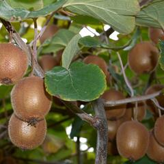 Aktinidie čínská, kiwi - samičí 'Minkigold' - Actinidia chinensis 'Minkigold'