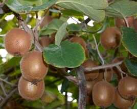 Aktinidie čínská, kiwi - samičí 'Minkigold'